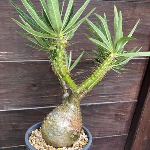 パキポディウム,パキポディウム・グラキリス,多肉植物,塊根植物,コーデックスの画像