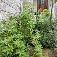 レモンバーベナ,アナベル,ラベンダーグロッソ,半日陰,小さな庭の画像