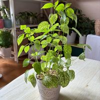 ヒポエステス,観葉植物,インテリアグリーン,緑は癒し,リビング・ダイニングの画像