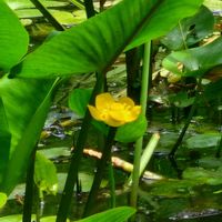 サワギキョウ,ミソハギ,コウホネ,オオシオカラトンボ,湿原の植物の画像