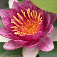 温帯スイレン,꒰ღ˘◡˘ற꒱かわゅ~,植物中毒,お花は癒し,被災地にエールを…。の画像