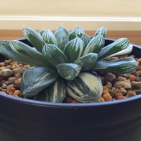 ハオルチア・マリン,多肉植物,窓辺の画像