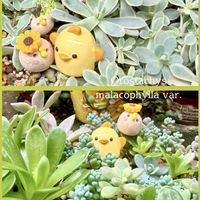 玄海岩蓮華,子持ち蓮華錦,パープルへイズ,ぴよりん,寄せ植えの画像