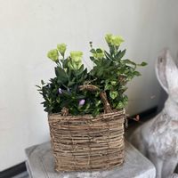 初雪カズラ,安代リンドウ　ジュエリー,トルコキキョウプッチーノ　ミントインプ,寄せ植え,バスケットの画像
