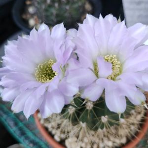 サボテン,ポインセチア,紫盛丸　(アカントカリキウム属),植中毒,GSに感謝。の画像
