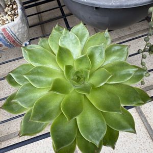 no green no life,多肉のある暮らし,頑張れ夏越し,京都タニラー,小さな庭の画像