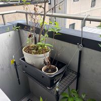 エゴノキの画像