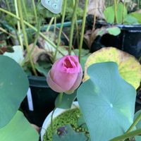 アスパラガス,アスパラガス,利平栗,栗(利平),茶碗蓮・小舞妃の画像