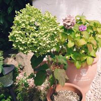 アジサイ,アナベル,鉢植え,テラコッタ,お盆の画像
