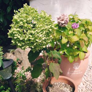 アジサイ,アナベル,鉢植え,テラコッタ,お盆の画像