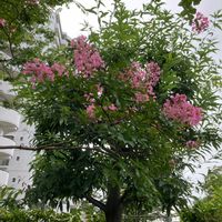 サルスベリの画像