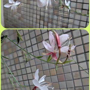 ガウラ,多肉植物,観葉植物,夏野菜,植物のある暮らしの画像