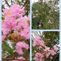 サルスベリ,コラージュ仲間達,お出かけ先の画像