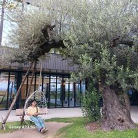 オリーブ,オリーブの画像