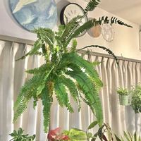タマシダ,シダ,ネフロレピス,観葉植物,成長記録の画像
