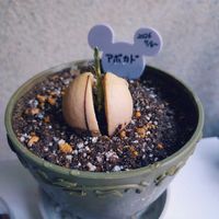 アボカド,玄関の画像