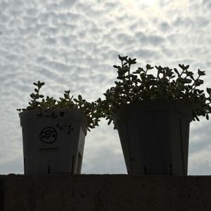 スイカ,スイカ,火祭り,姫秋麗,田んぼの画像