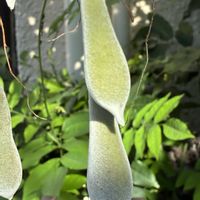 フジ,フジ,公園,花壇,ガーデニングの画像