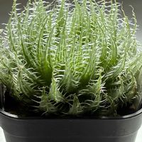 ハオルチア,多肉植物,ハオルチア属,多肉植物のある暮らし,吉田園芸部の画像
