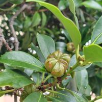 シキミ,シキミの実,GSに感謝。,シキミの花,植物観察の画像