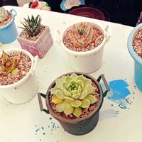 もりもり多肉,ついつい購入,植中毒,モリモリにしたい,タニラーの画像