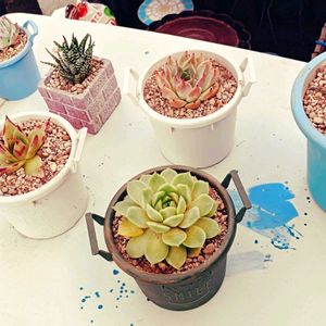もりもり多肉,ついつい購入,植中毒,モリモリにしたい,タニラーの画像