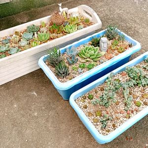 もりもり多肉,ポイポイ鉢,ついつい購入,植中毒,モリモリにしたいの画像