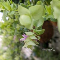 オレガノ,オレガノ ケントビューティー,ハーブ,お花のある暮らし,お花に癒されての画像
