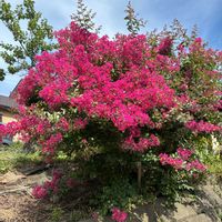 サルスベリの画像