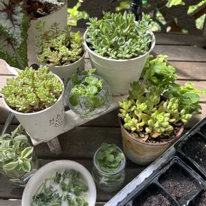 多肉,多肉,ビオラ,ビオラ,多肉植物の画像