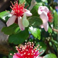 フェイジョア,パパイヤ,グアバ,パパイヤの花,バンシルー(グアバ)の画像