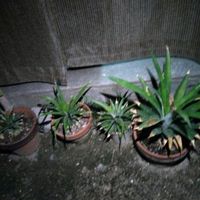 パイナップル,家庭菜園,庭の画像