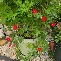 ルコウソウ,鉢植え,明るい日陰,プランター,ガーデニング初心者の画像