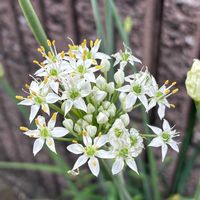 ニラ,ミソハギ,今日のお花,災害時備蓄,手洗・うがい・マスクの画像