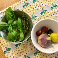 オレガノ,タイム,バジル,イチジク,フォックスリータイムの画像