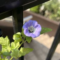 クレマチス,クロホオズキ,挿し木,クレマチスの挿し木,花友さんに感謝♡の画像