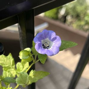 クレマチス,クロホオズキ,挿し木,クレマチスの挿し木,花友さんに感謝♡の画像