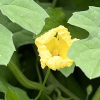 ゴーヤの花,ゴーヤの花,ゴーヤの雌花,ゴーヤの雄花,小さなゴーヤの画像