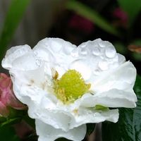 イチゴ,おでかけ先,毎月15日はいちごの日,土曜はお空の発表会,ほんわか♥️ほんのりの画像