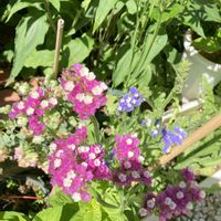 スターチス,100均,鉢植え,種まき,庭の画像