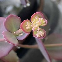 ミセバヤ,ミセバヤ,アマガエル♪,鉢植え,北側花壇の画像