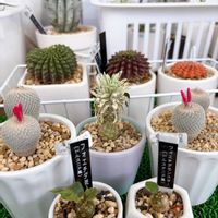 サボテン,パイナップルコーン,斑入り,かぐや姫,月世界の画像