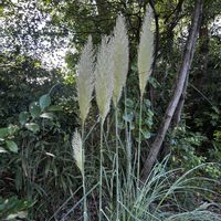 千日紅,パンパスグラス,アナベル,リトルチュチュ,タリクトラム　デラバイの画像