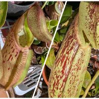 ネペンテス,ウツボカズラ,ネペンテス ダイエリアナ,ネペンテス・ビーチ,観葉植物の画像