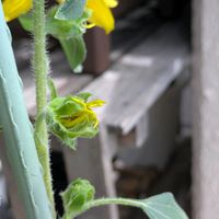 ひまわり,ベランダの画像