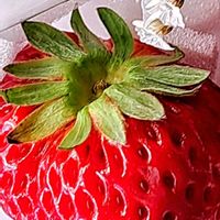 イチゴ,今日の お花,Ｉ♡愛♡LOVE♡flower,花のある暮らし,散歩コースの画像