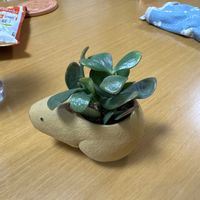 金のなる木の画像