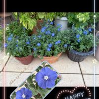 アメリカンブルー,ユーパトリウム,クロホウズキ,ガーデニング,挿し芽の画像