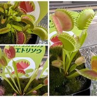 ハエトリソウ,ハエトリグサ,ディオネア,観葉植物,食虫植物の画像