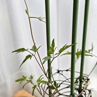 花のある暮らし,花友さんに感謝♡,ベランダの画像